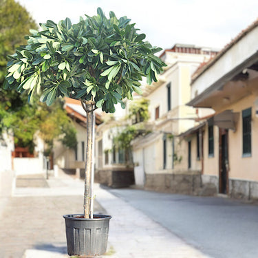 Plumeria Obtusa - Frangipani